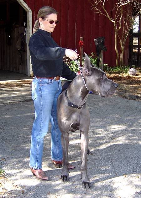 Great Dane HQ Pictures | The World of Dogs