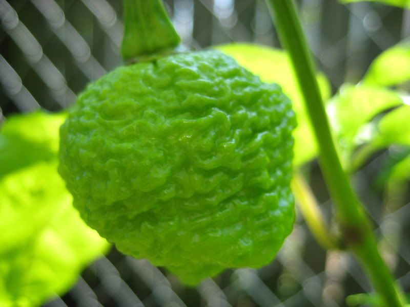 Posted Image