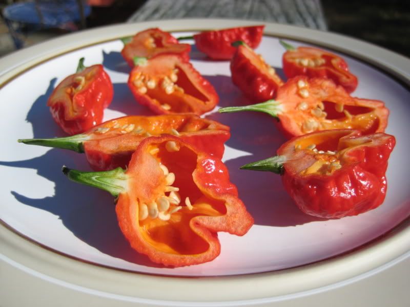 Posted Image