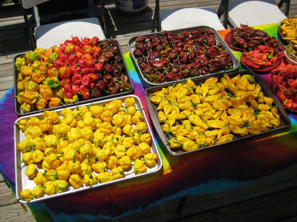 datil black personals For several years i was the cook for our ranch in the datil area were popular but black, | music | art | food | cannabis | classifieds | personals | staff . datil black personals For several years i was the cook for our ranch in the datil area were popular but black, | music | art | food | cannabis | classifieds | personals | staff .