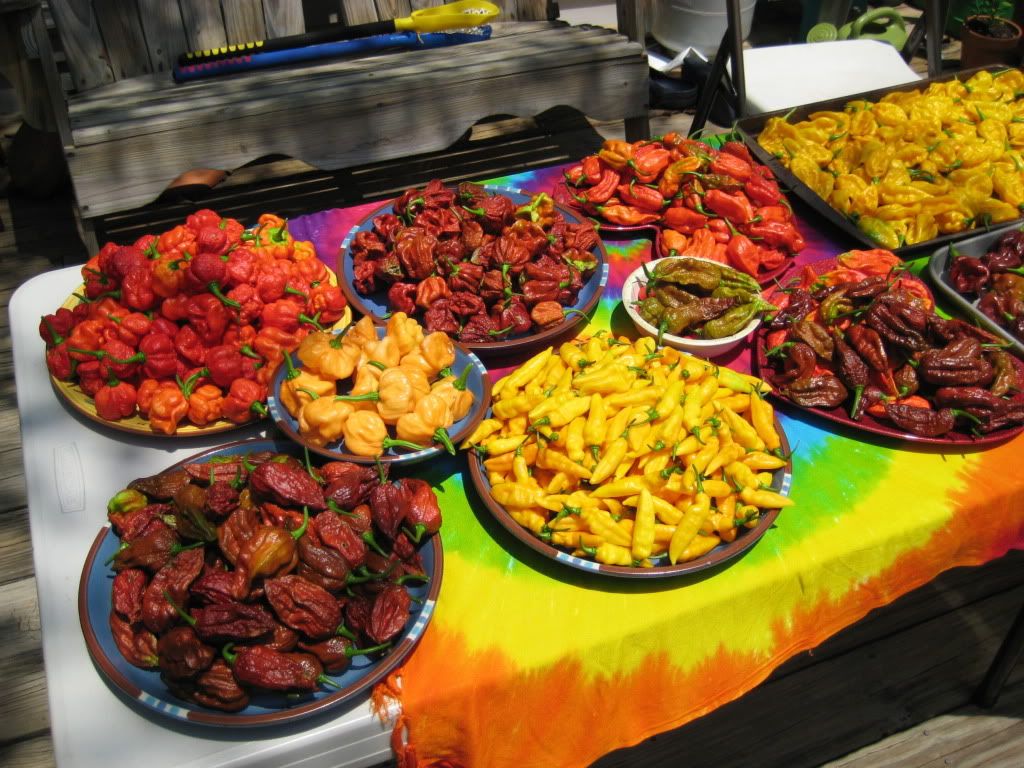 datil black personals For several years i was the cook for our ranch in the datil area were popular but black, | music | art | food | cannabis | classifieds | personals | staff . datil black personals For several years i was the cook for our ranch in the datil area were popular but black, | music | art | food | cannabis | classifieds | personals | staff .