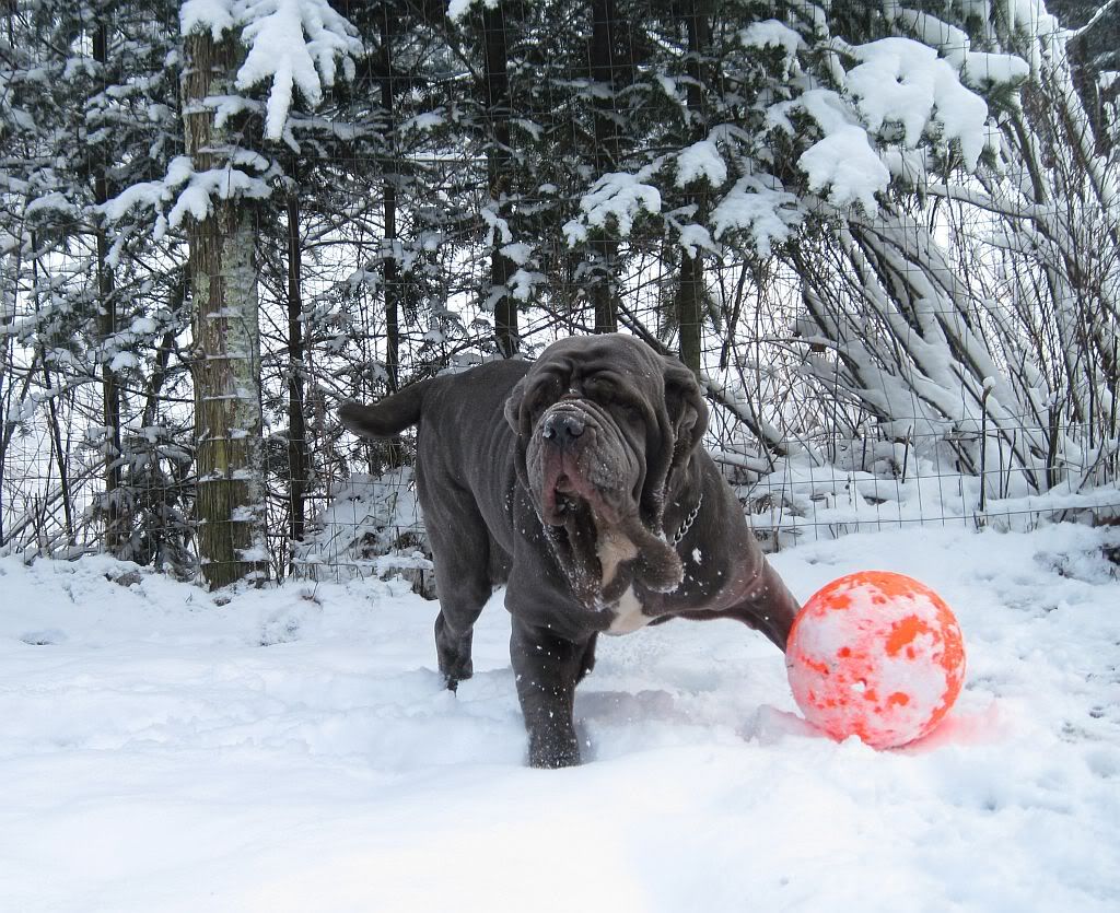 Furia Delle Correnti Quality Neapolitan Mastiffs 超大型犬 ナポリタン マスティフ 怖すぎる Naver まとめ