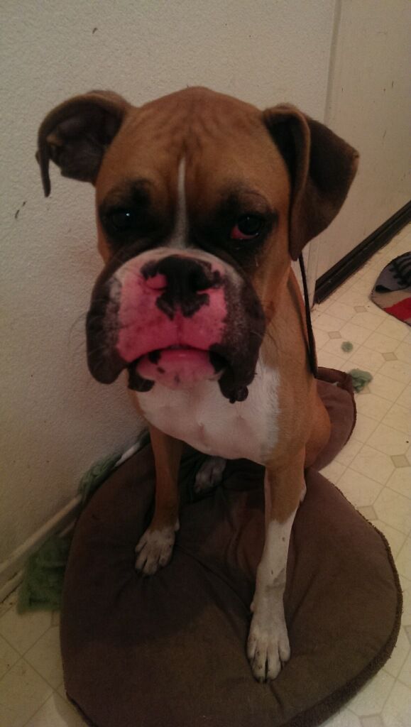 Dog emergency? Eyes swollen shut.