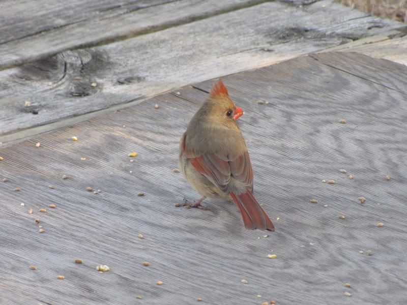 IMAGE: http://i266.photobucket.com/albums/ii271/cheapscot/IMG_0499.jpg