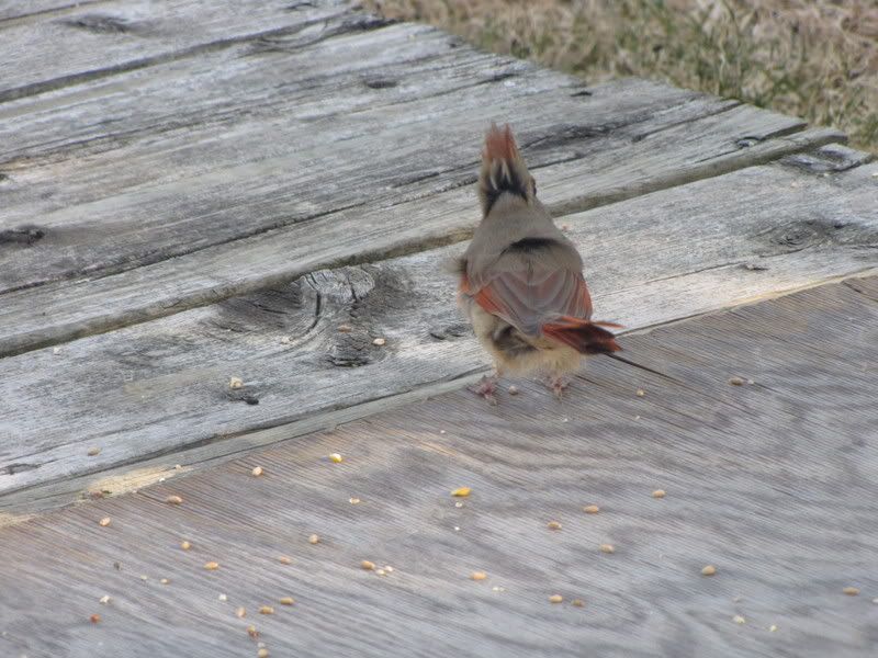 IMAGE: http://i266.photobucket.com/albums/ii271/cheapscot/IMG_0500.jpg