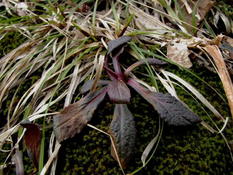 IMAGE: http://i266.photobucket.com/albums/ii271/cheapscot/resized800purplemacromarch16.jpg