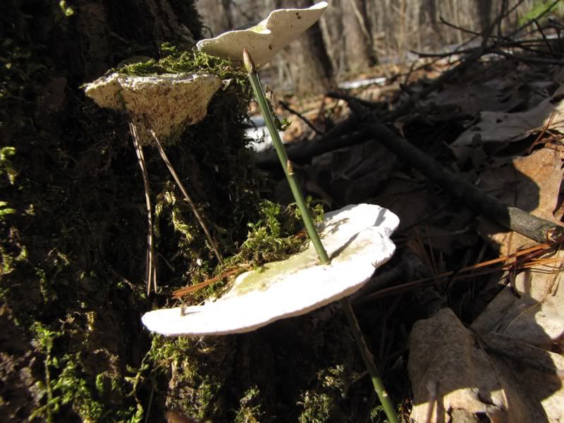 IMAGE: http://i266.photobucket.com/albums/ii271/cheapscot/today.jpg