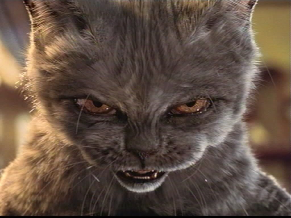 Evil Cat Image