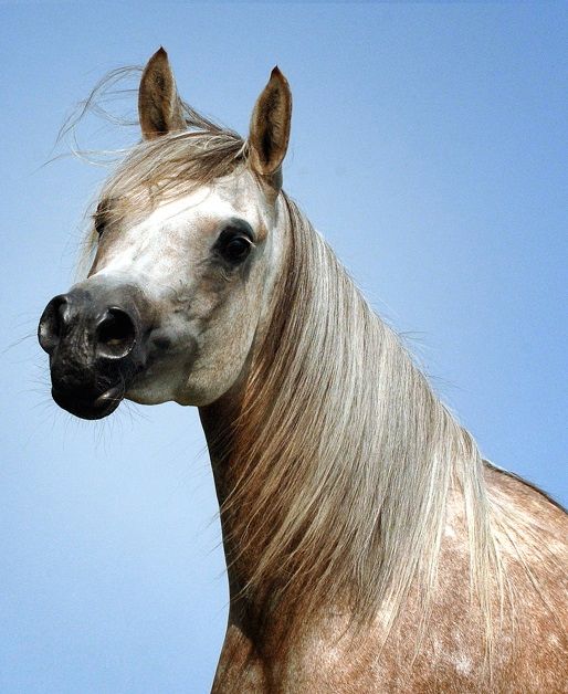 © La Movida Arabians