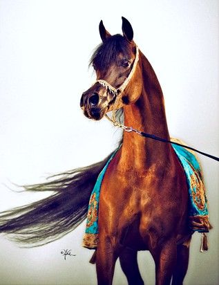 © Hennessey Arabians