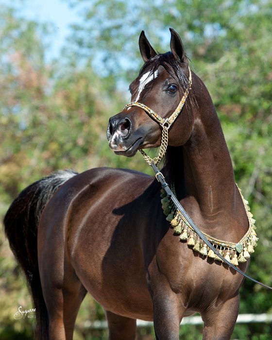 © Arabians LTD