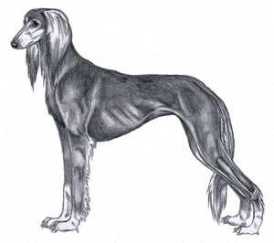 Kuva