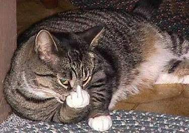 CatFinger.jpg