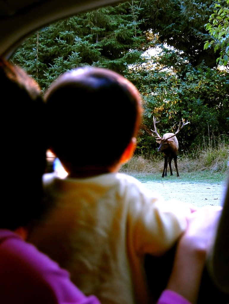 Kiki looking at an elk