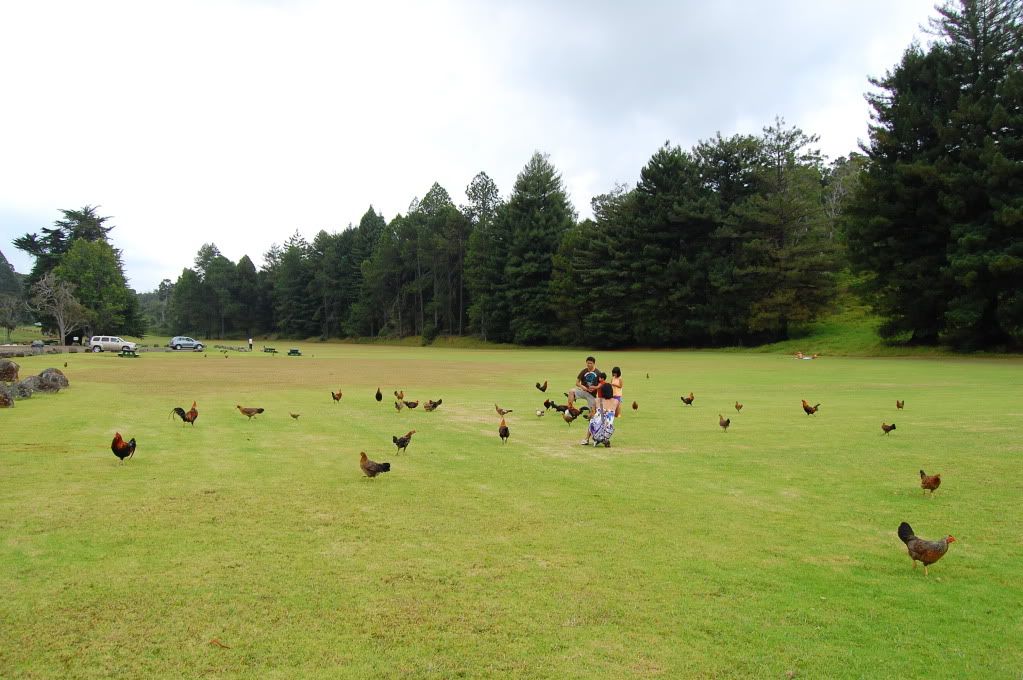Chicken Rooster everywhere