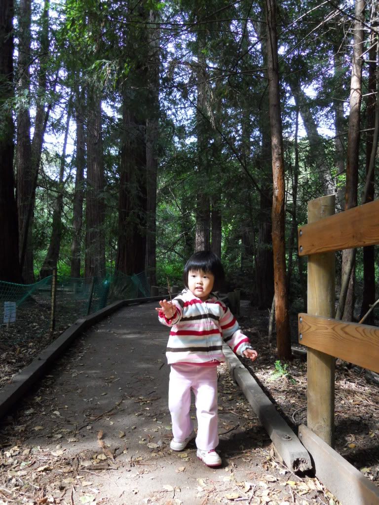 Redwood @ los altos
