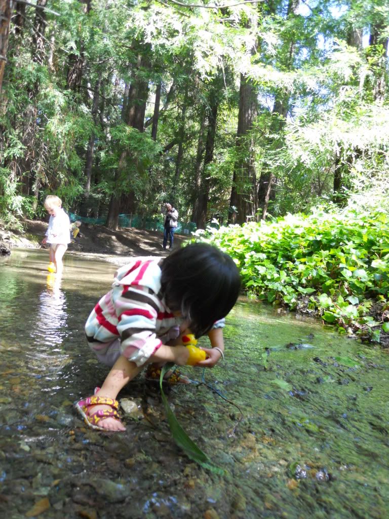 Redwood @ los altos