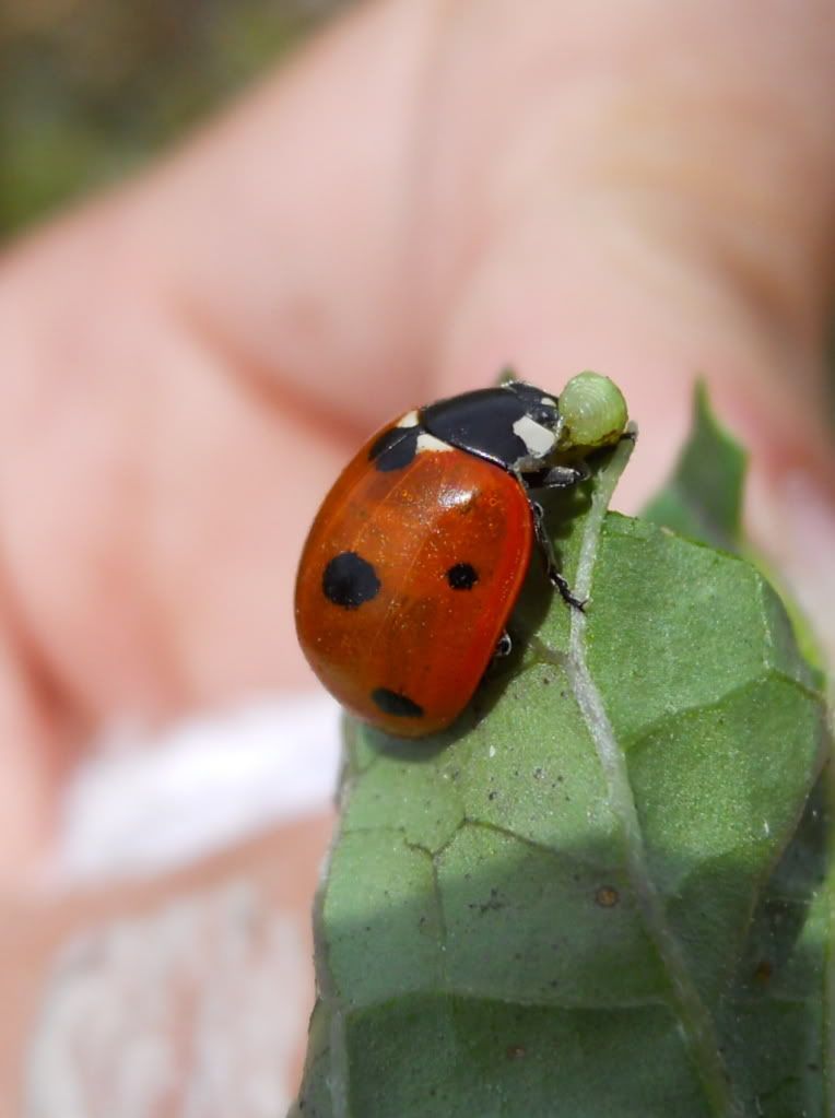 ladybug @ alviso