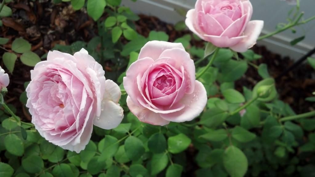  photo 2014-06-08084526.jpg