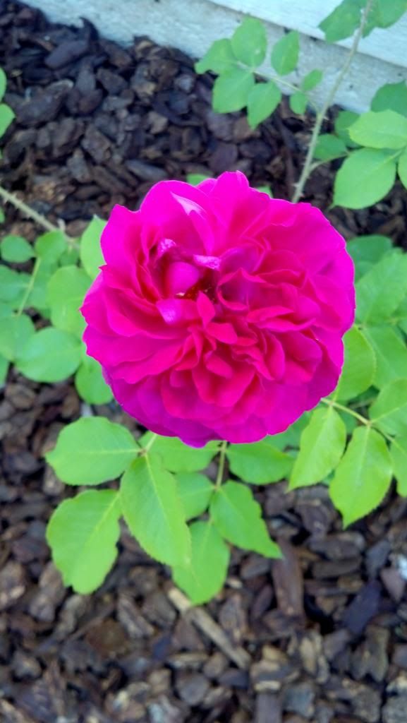  photo IMG_20130424_180812_350.jpg