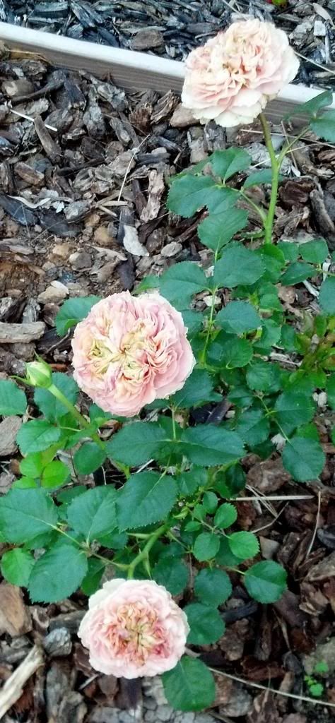  photo IMG_20140412_071056_070.jpg