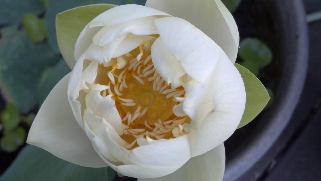  photo IMG_20140620_055855_272.jpg