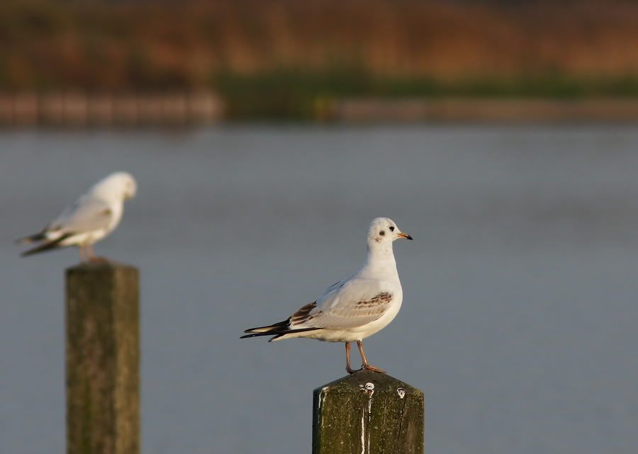 Fotografie