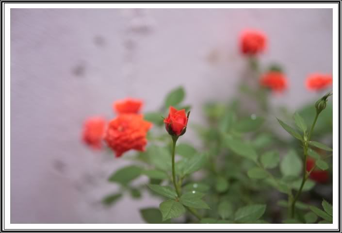 IMG_0176.jpg picture by nvquangcm