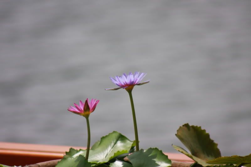 IMG_0204.jpg picture by nvquangcm