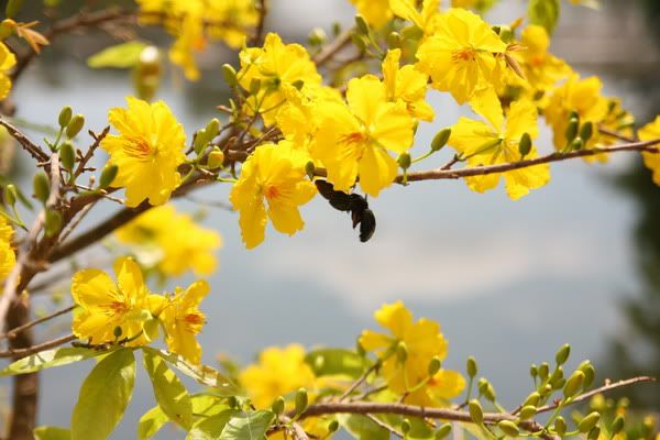 IMG_2296_resize.jpg picture by nvquangcm