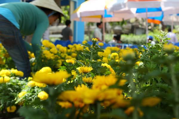 IMG_2302_resize.jpg picture by nvquangcm