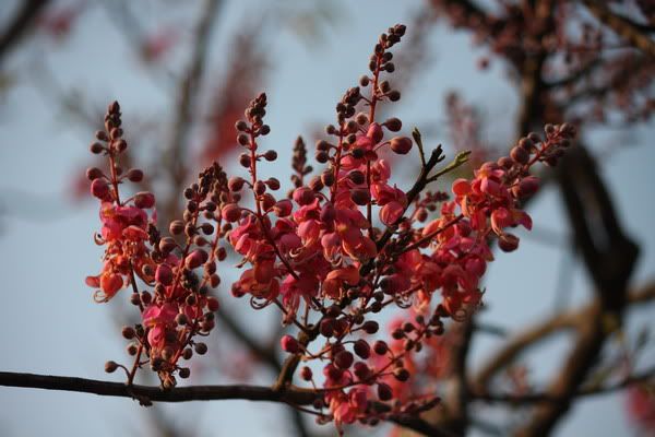 IMG_3491_resize.jpg picture by nvquangcm