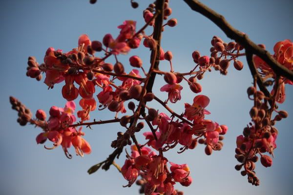 IMG_3493_resize.jpg picture by nvquangcm