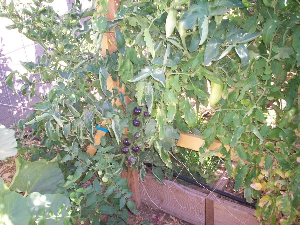 Indigo Rose Tomato