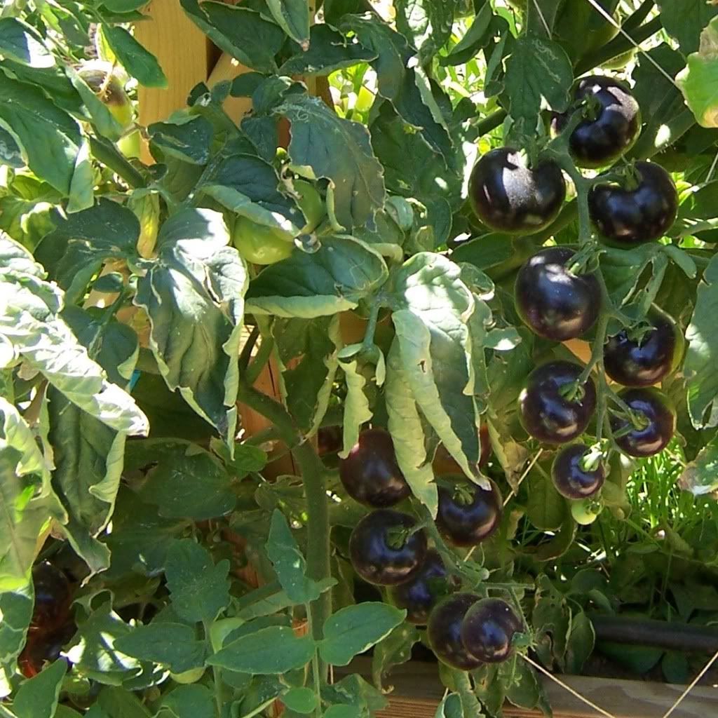 Indigo Rose Tomato, Kodak Easyshare Z730