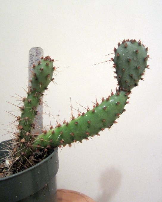 Opuntia macrocentra seedling growth pics - CactiGuide.com