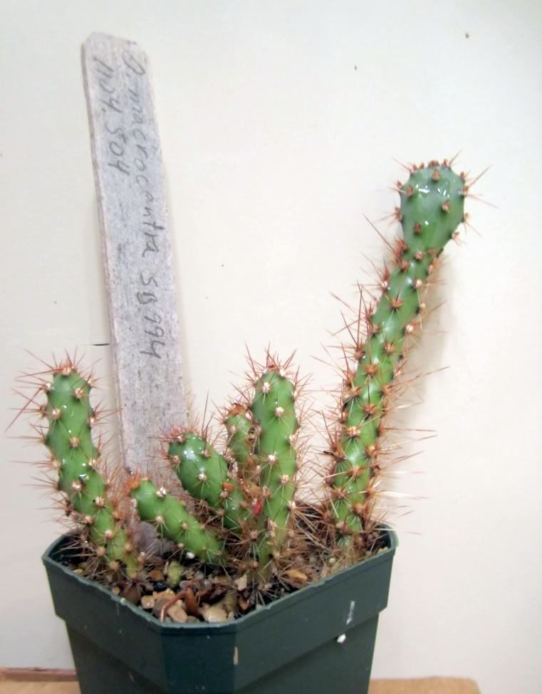 Opuntia macrocentra seedling growth pics - CactiGuide.com