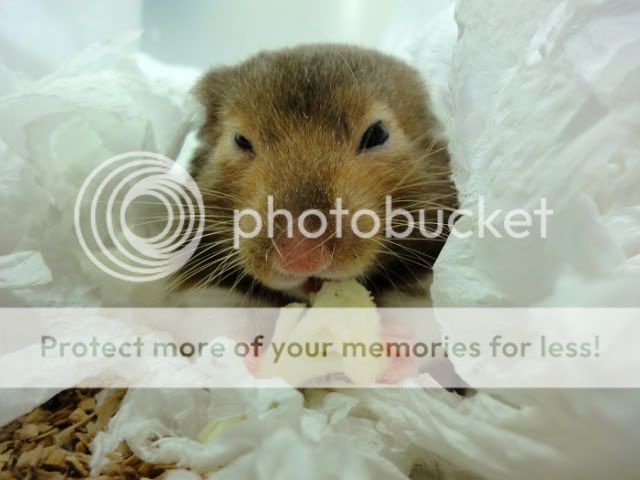 迷你黄金貂ㄟ(~▽~ㄟ)