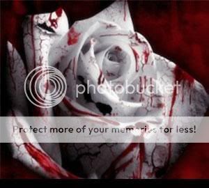 bloody rose Pictures, Images and Photos