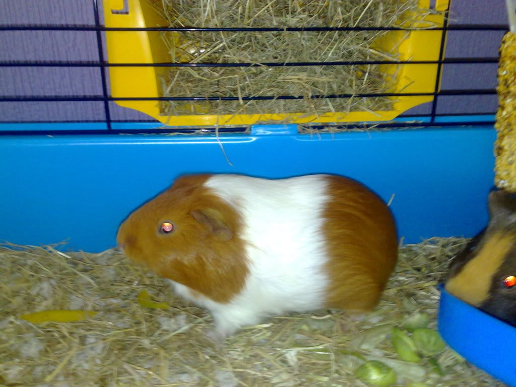 pig2.jpg